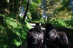 Location de calèche pour un mariage